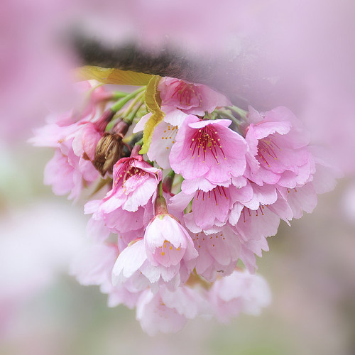 coiour-my-world:ookanzakura by ajpscs on Flickr.