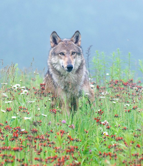 beautiful-wildlife:
“ Wolf in Wildflowers by Steve Russell
”