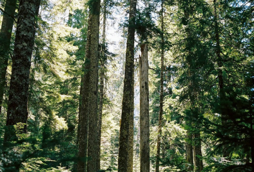eyeleaves: Allie Pasquier