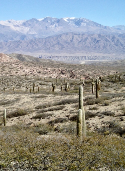 Altiplano (cerca de 4.000 metros de elevación) con cardón, Salta, 2007.