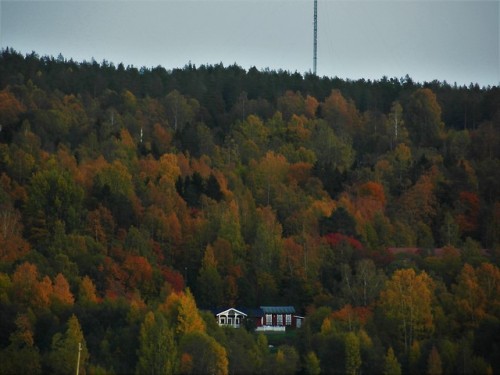 red leaves