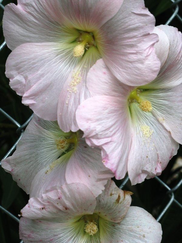 flowersgardenlove:  Most Beautiful Pictu Beautiful gorgeous pretty flowers 