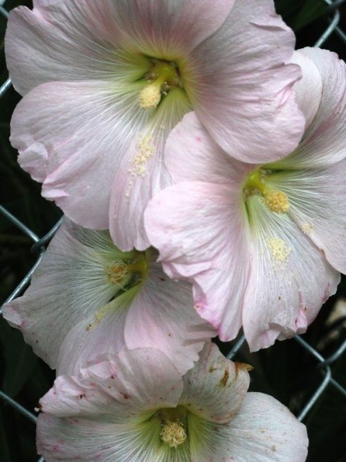 flowersgardenlove:  Most Beautiful Pictu Beautiful gorgeous pretty flowers 