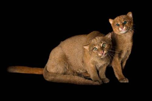 end0skeletal:Lesser-known small wild cats photographed by Joel Sartore1. Margay2. Jaguarundi3. Black