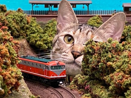 his-shining-tears:Cats and train miniature