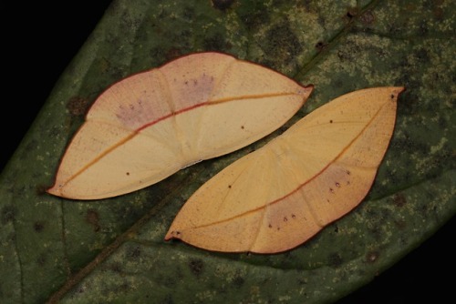sinobug:Uraniid Moths (Paradecetia or Brachydecetia sp., Auzeinae, Uraniidae)by Sinobug (itchydogima