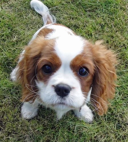 detourthroughlife:  PUPPIES. I WANT ONE SO BAD. 