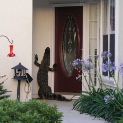 botanicsage:  johndarnielle:  donnerpartyofone:  DING DONG YOU’RE FUCKED  people misreading this alligator’s intentions here he is a neighbor and is just checking in to see how his neighbor is doing gotta stop casting aspersions on alligator motives,