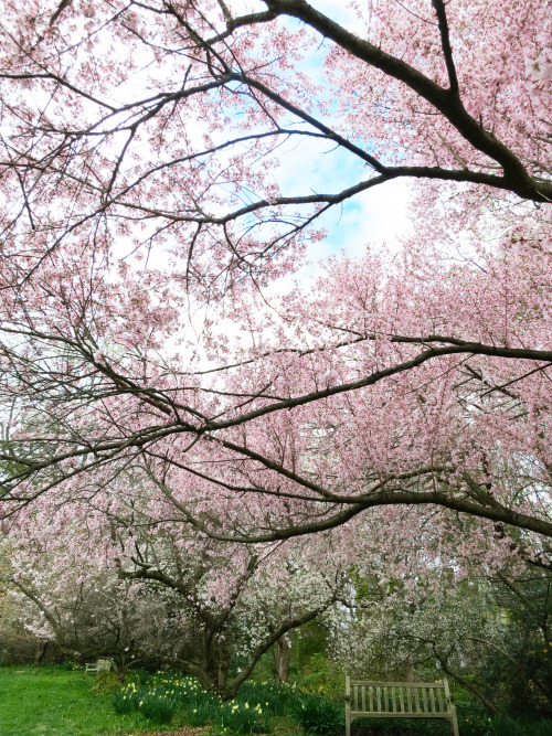 somethingvain: cherry blossoms in Swarthmore, pennsylvania, taken by me