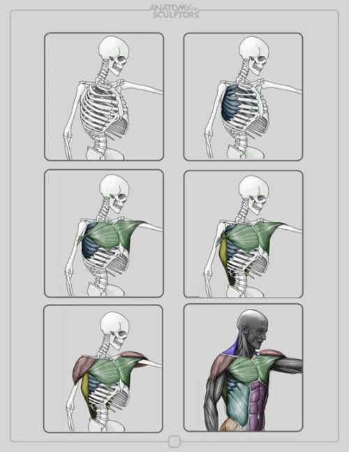 daunt:  eyecager:  Torsos tips from Anatomy for Sculptors I have an Anatomy Intensive class on Torso’s-Front and Back this term so expect a lot of information relating to it being put up.  FANTASTIC anatomy reference! 