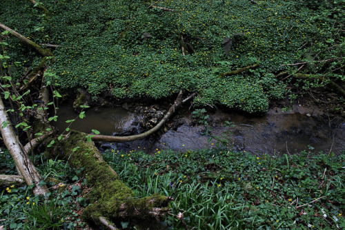 stream by MillyCope on Flickr.