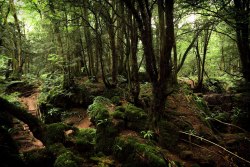 papalagiblog:Puzzlewood is an ancient woodland site, near Coleford in the Forest of Dean, Gloucestershire, England.The site, covering 14 acres (5.7 ha), shows evidence of open cast iron ore mining dating from the Roman period, and possibly earlier. more