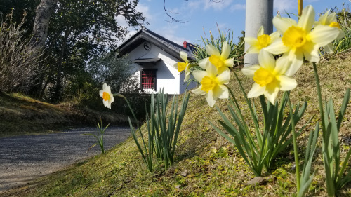 Haru (Spring)The family who built our minka, also planted many bulbs throughout the property and gar