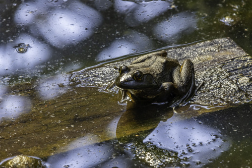 Abandoned building sludge frog