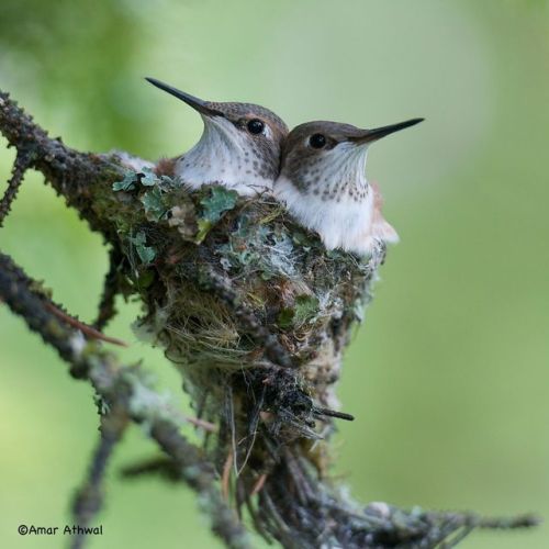 end0skeletal: barefacejeanne: end0skeletal: Hummingbird chicks in nest by Amar Athwal How tiny is th