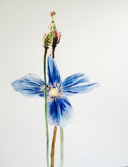 Himalayan blue poppyInspired by Uncommon Beauty shot by Gabriela Herman - decided to do this floral 