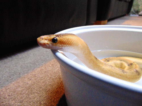 livelyspaghetti:Splish splash, pasta taking a bath.