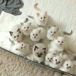 cutencats:  kittens    @cutencats