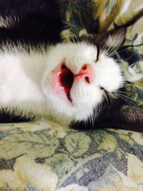 holybatfanbat-man: My cat apparently has a thing that if you rub his nose while he’s asleep hi