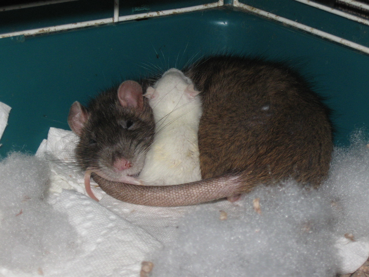 kingofreaks:  Momma and Adopted Baby My neighbor brought over this feeder baby the