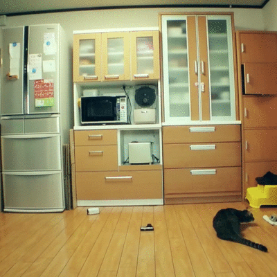 cuteanimalspics:  Cat reflexes (Source: http://ift.tt/1b10xLp)