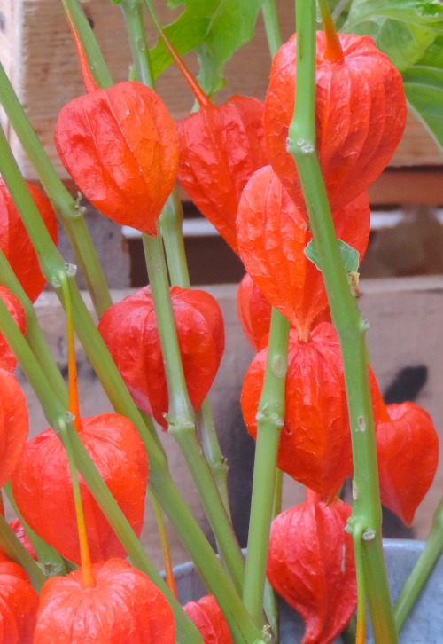 Chinese Lantern Plant, Fairfax City Farmer’s Market, August 2014.The colored bits are seed pods, not