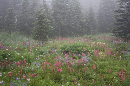 Mt Rainier, Washington State by Filemon &amp; Mickey