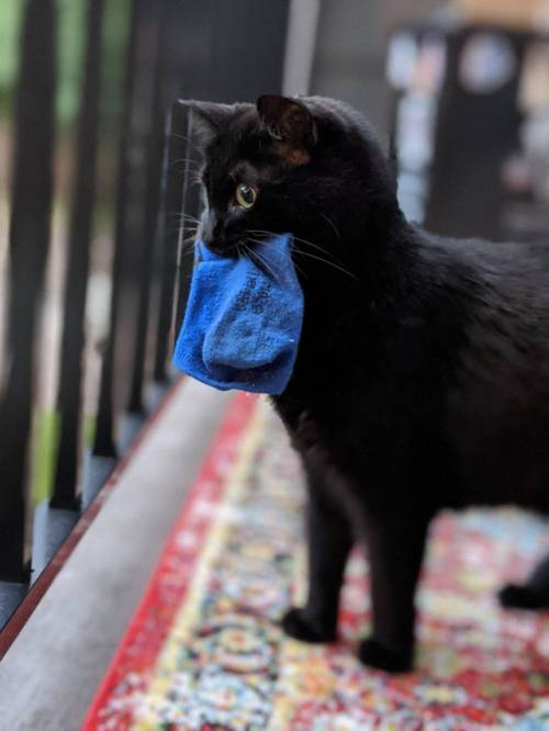 thefingerfuckingfemalefury:  justcatposts:She has a lucky sock. Very necessary when monitoring the bird situation. (Source) <3 Important comfort item <3