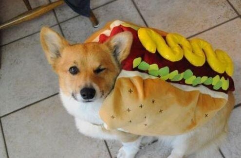 vannasbananas:  reginaspektatortot:  yurinai:  That is one HOT DOG     @vannasbananas  THAT WINKTHEY KNOW THEY’RE THE SHIT