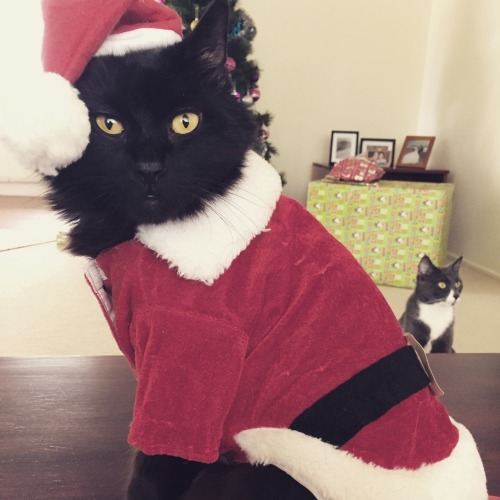 iheartcorymonteith: This was too cute not to share! My kitty cat dressed as Santa!!