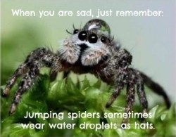 chronicarus:  Spiders with water droplet