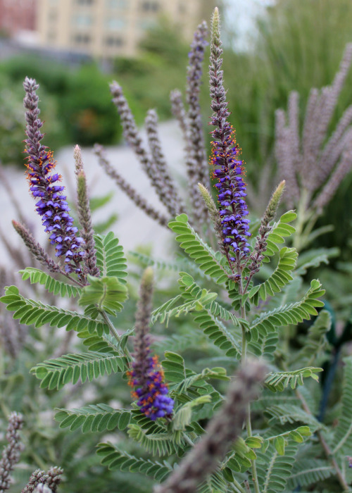 The High Line in New York City, July, 2014 A soft and dreamy section of the walk - Sea Lavender, Hul