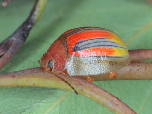 libutron: Leaf beetle - Paropsisterna semivittataParopsisterna semivittata (Coleoptera - Chryso