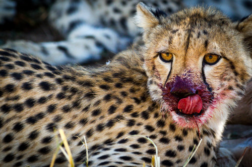 funkysafari:Cheetah cub mid-meal, Botswana by Ryan Kilpatrick