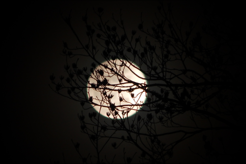 leperwitchphotos:Last night’s snow moon obscured by little tree blossoms. 02/10/17