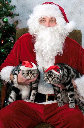 teratomarty:  unimpressedcats:  who is this fat man and why is he holding me?  Kitty