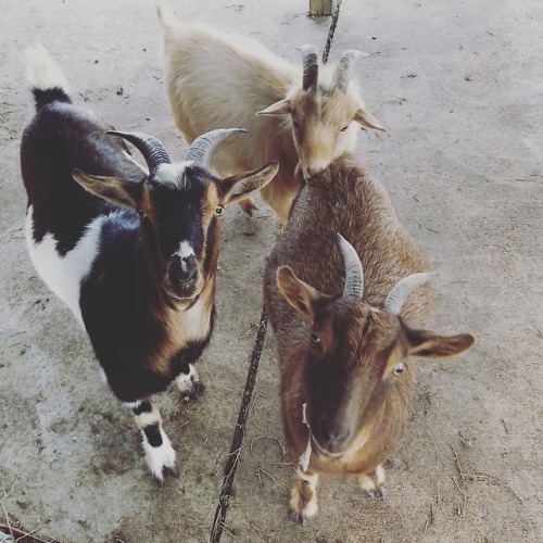 adventuregoats: The crew.
