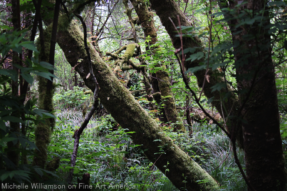 bright-witch:  Estuary Forest 🌲🌿🌅Prints