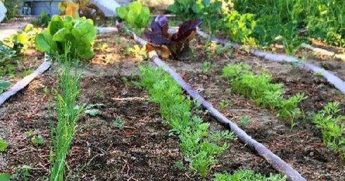 #BagoesTeakFurniture Great advice for planning a no maintenance garden! 5 secrets and how to impleme