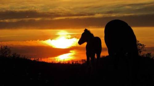 An Appalachian sunset. Feral foal Shanti.