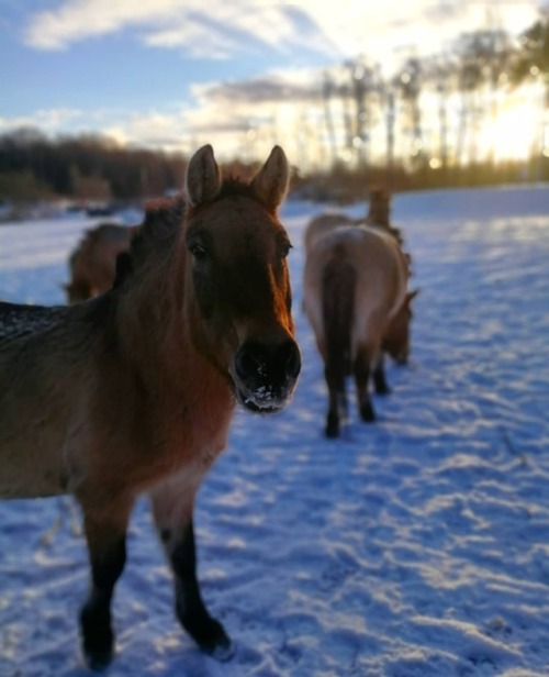 Good morning, little horse. #horse #przewalskihorse #animals #tallinnzoo #tallinnaloomaaed #loomad #