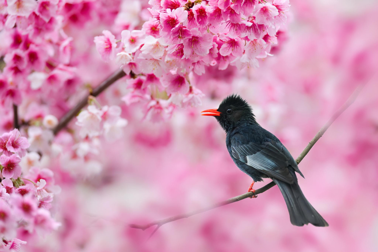 drxgonfly:  Sakura Impression by Sue Hsu / 500px