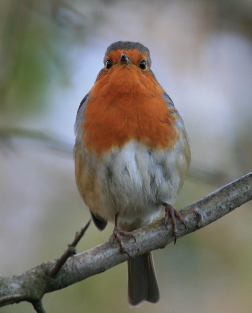 European Robin (Erithacus rubecula)© Myrfyn