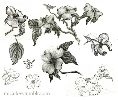 Dogwood studies. Black and grey colored pencil on vellum- April 2013. There are several species or c
