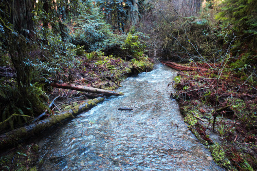 bright-witch: Redwood Forest, California, December 2015, film photography by me. Please do not remov