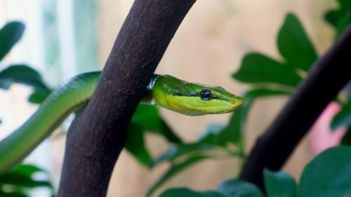 Green Tree Snake. 