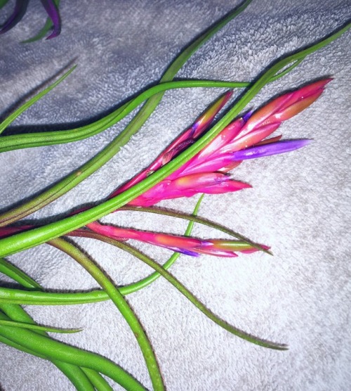 Air plant soak day! They just had their bath. I’ve got some beautiful blooms coming in! I can&