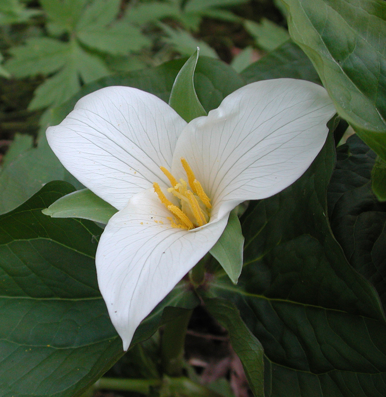 brentcasey:  Trillium 