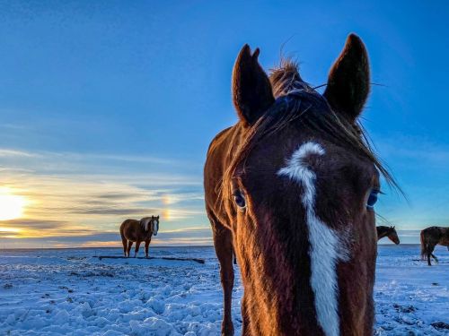 Even in the cold of winter rainbows still exist..#sundog #winterrainbow #coldair #thedxranch #shoton