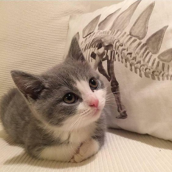 I love kitties